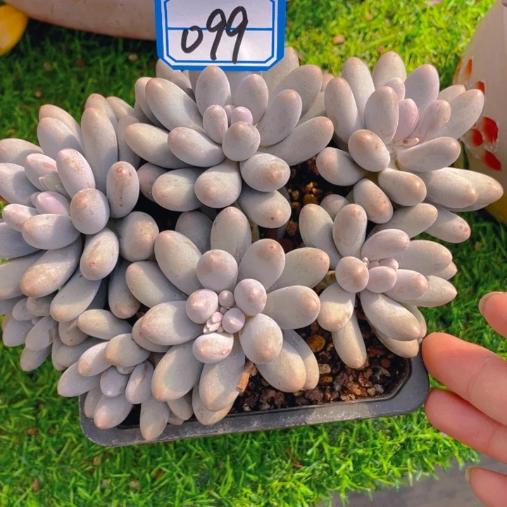 谢谢你的支持0000099