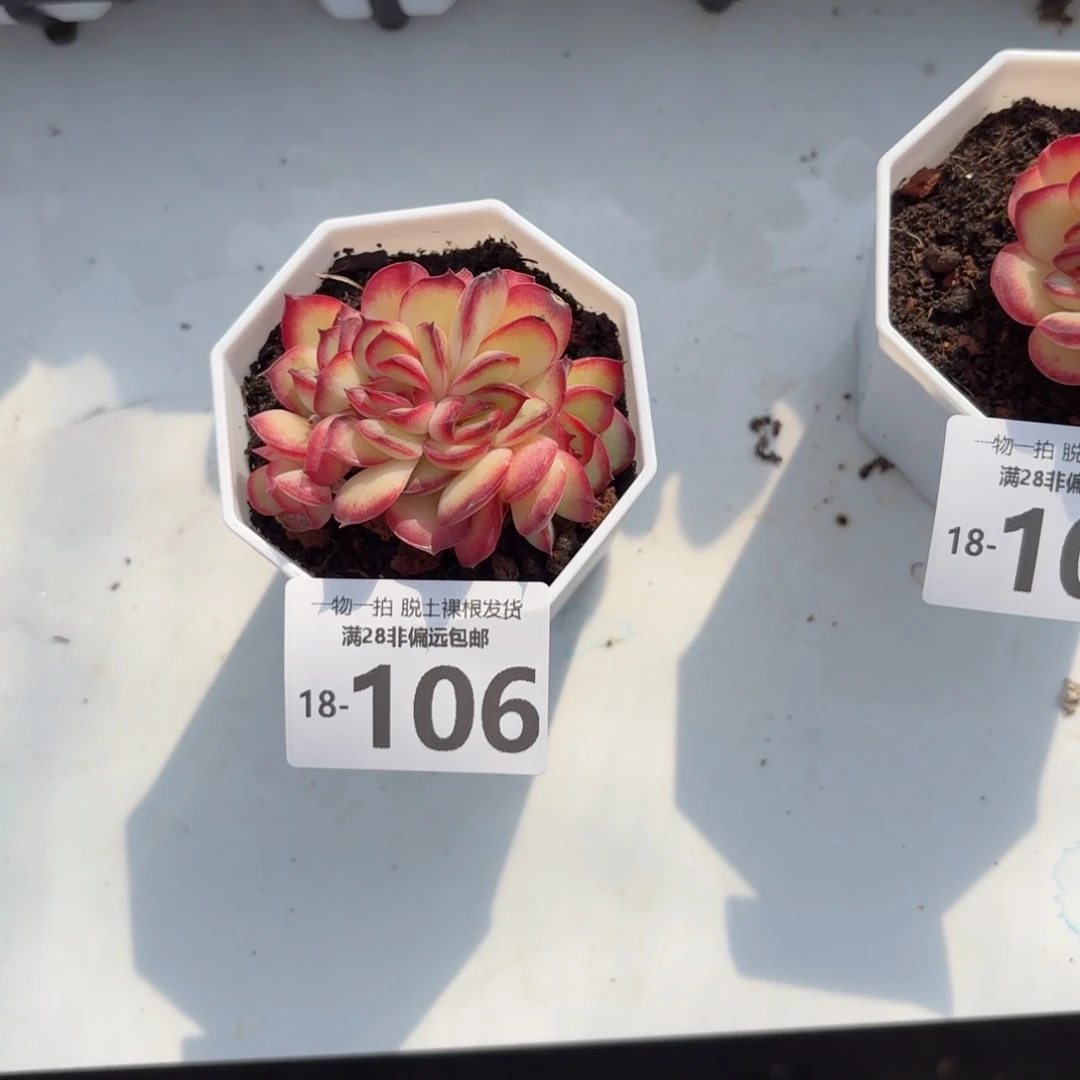 肉酱玫瑰缀化多肉多肉