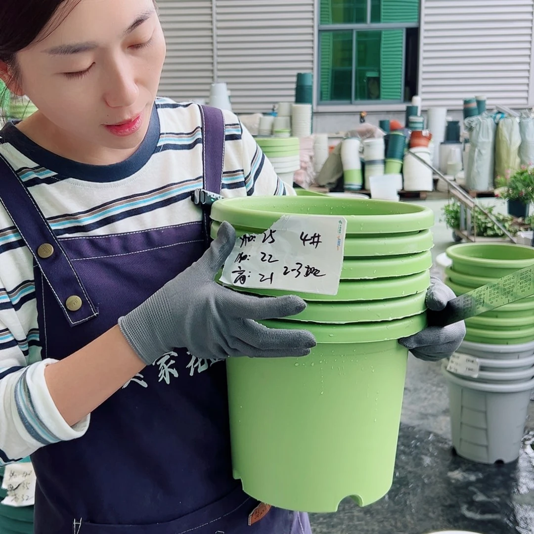 四季盆4#果绿8个无托