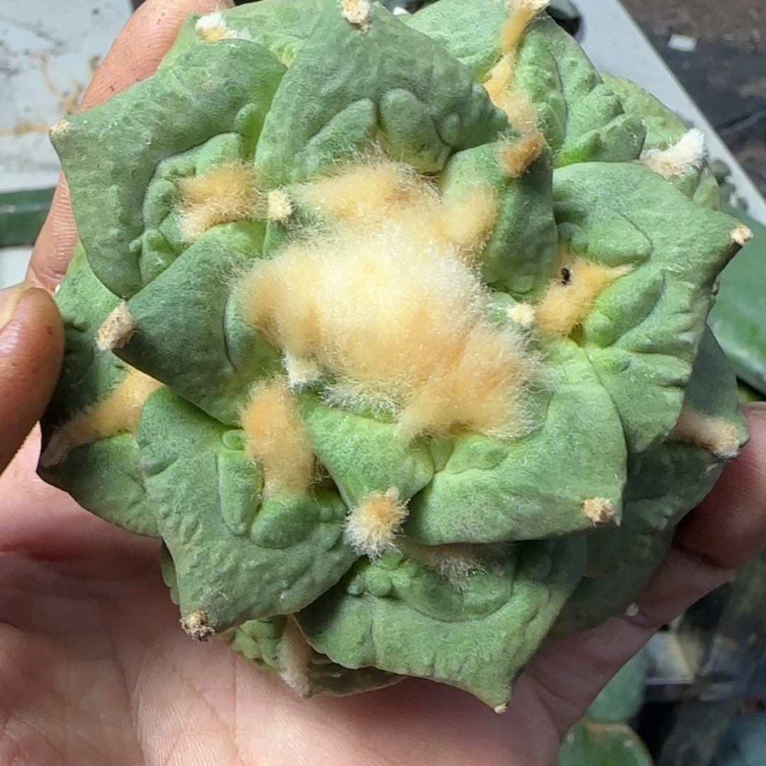 无花朵苗接青瓷龟150