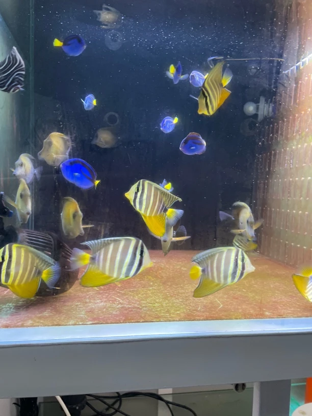 符号专属海水鱼 大帆吊160