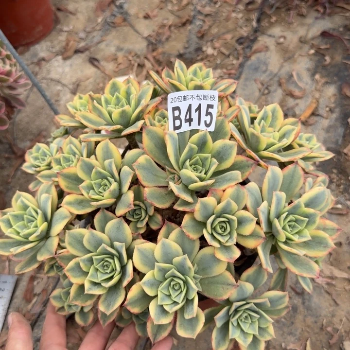 星爆……多肉植物……
