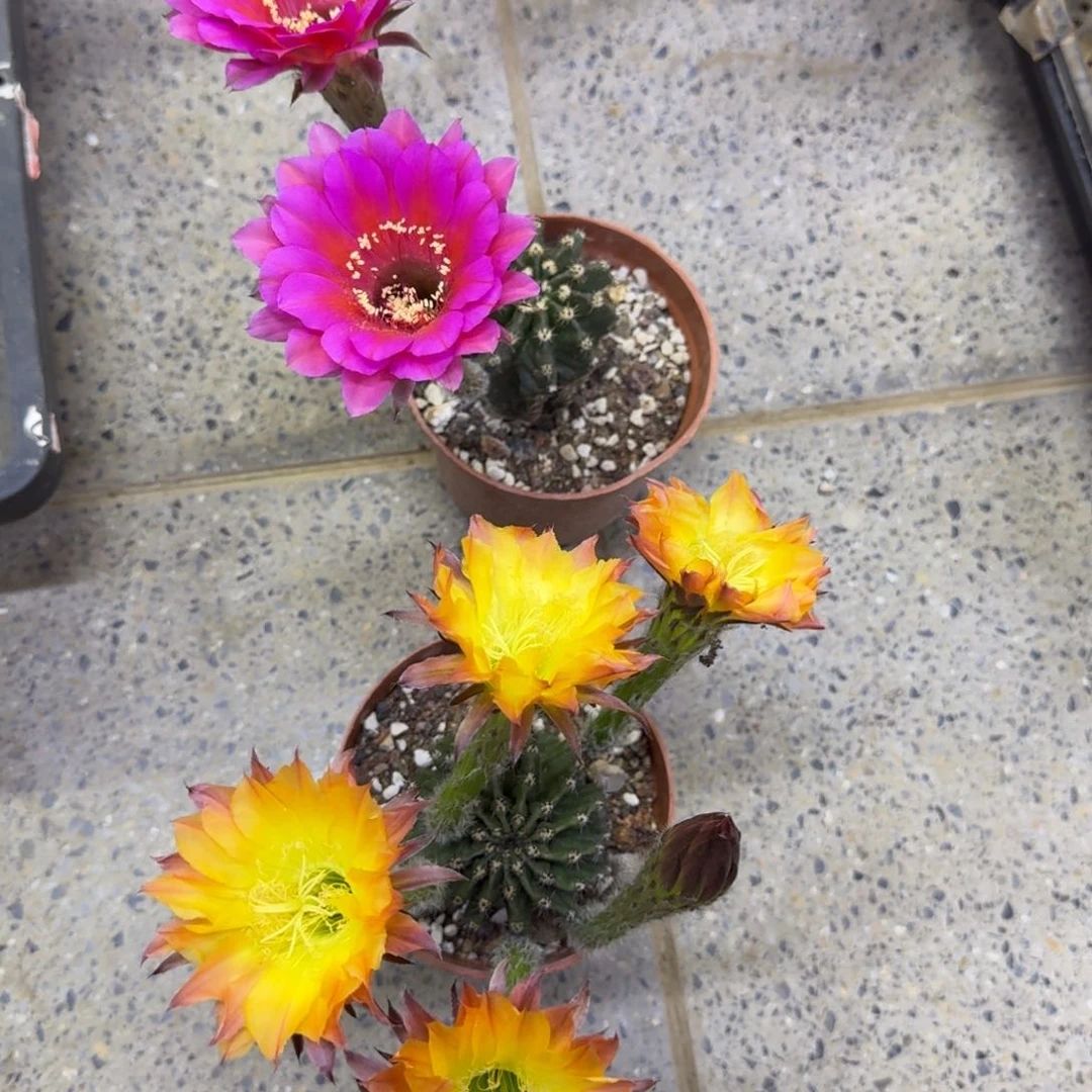 444彩草脱土发货斑掰花软