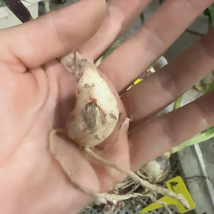 光羽仙子1.5cm，裸球发货