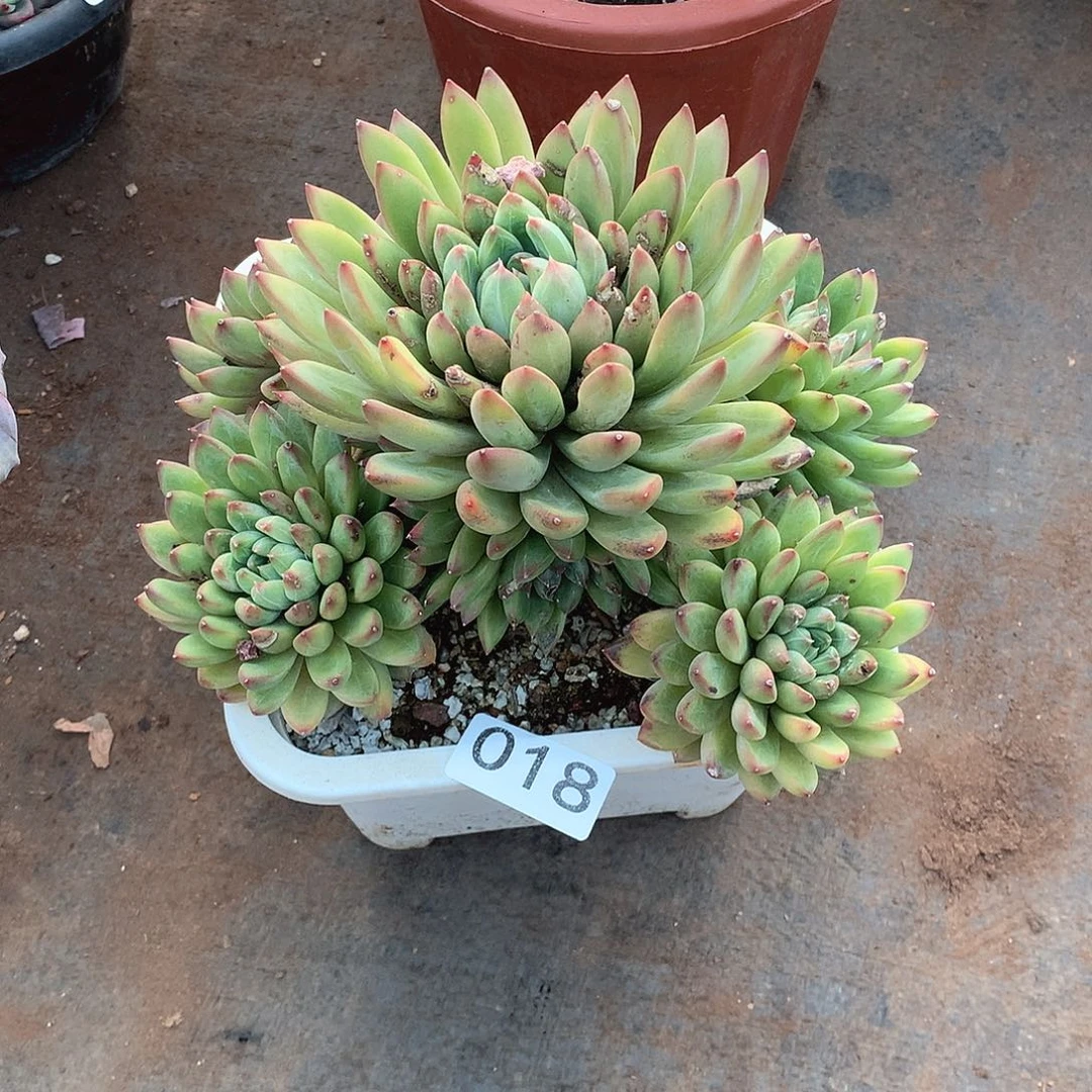 018小浣熊 一物一拍