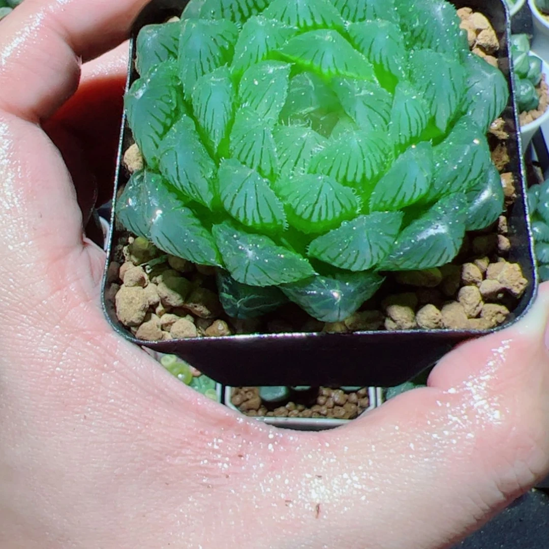 【闪购商品】冰川玉露