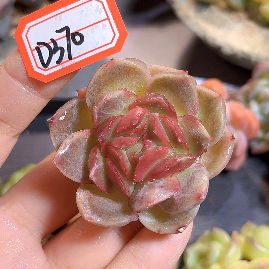 D370 一物一拍 唇蜜