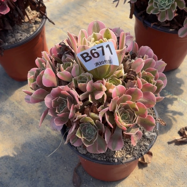 瑞妈多肉园艺671香妃