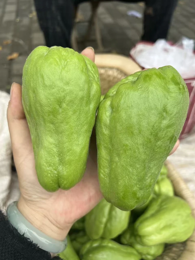沂蒙山小芳家自种佛手瓜新鲜蔬菜现摘现发