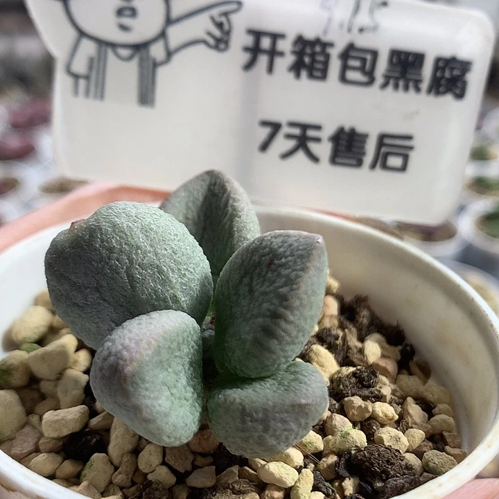 A7432专拍专拍专拍