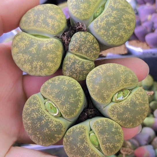 无花朵0096，两颗如图群开播福利