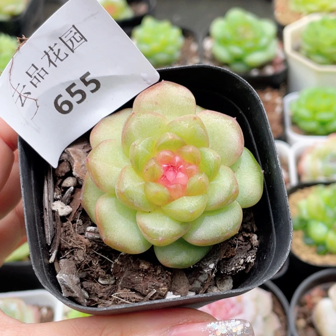 ****羯655号糖心冰心珍妮 萤火