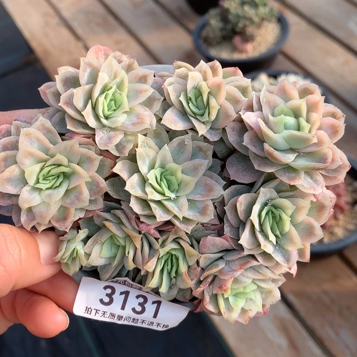 冰片锦多肉植物的