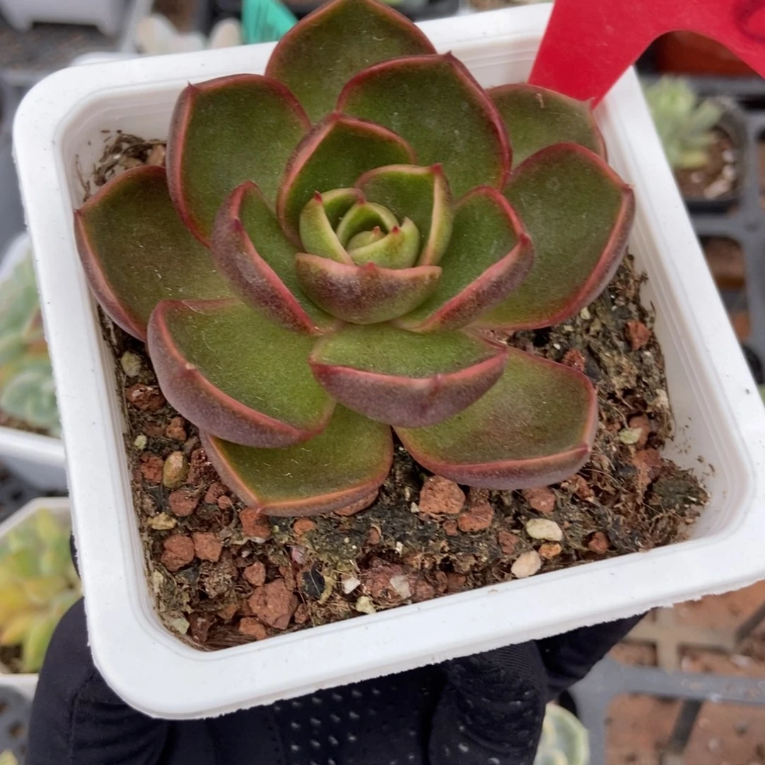 1958红灯多肉植物保护