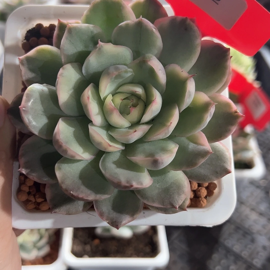 32号草莓蛋糕锦多肉植物
