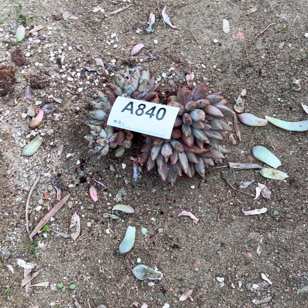 韩***肉840 多肉多肉多肉多肉多肉多