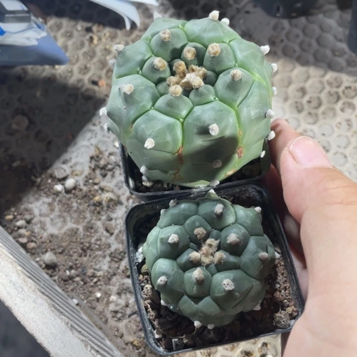 慢***渡实生龟甲兜带盆发货