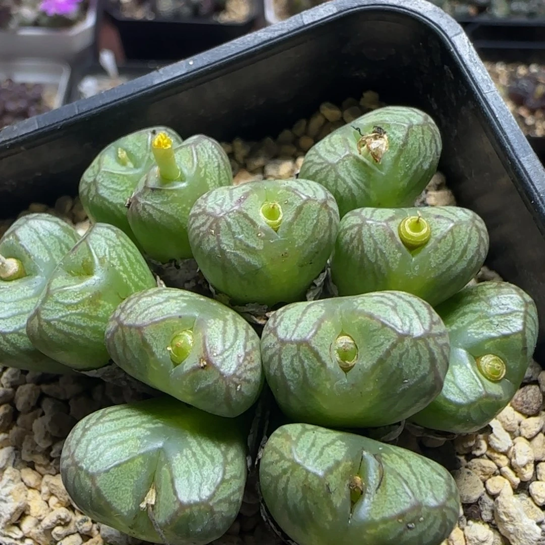 送奶工群大母本多肉植物561
