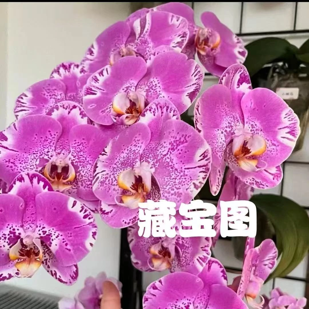 精品蝴蝶兰带花剑2.8藏宝图