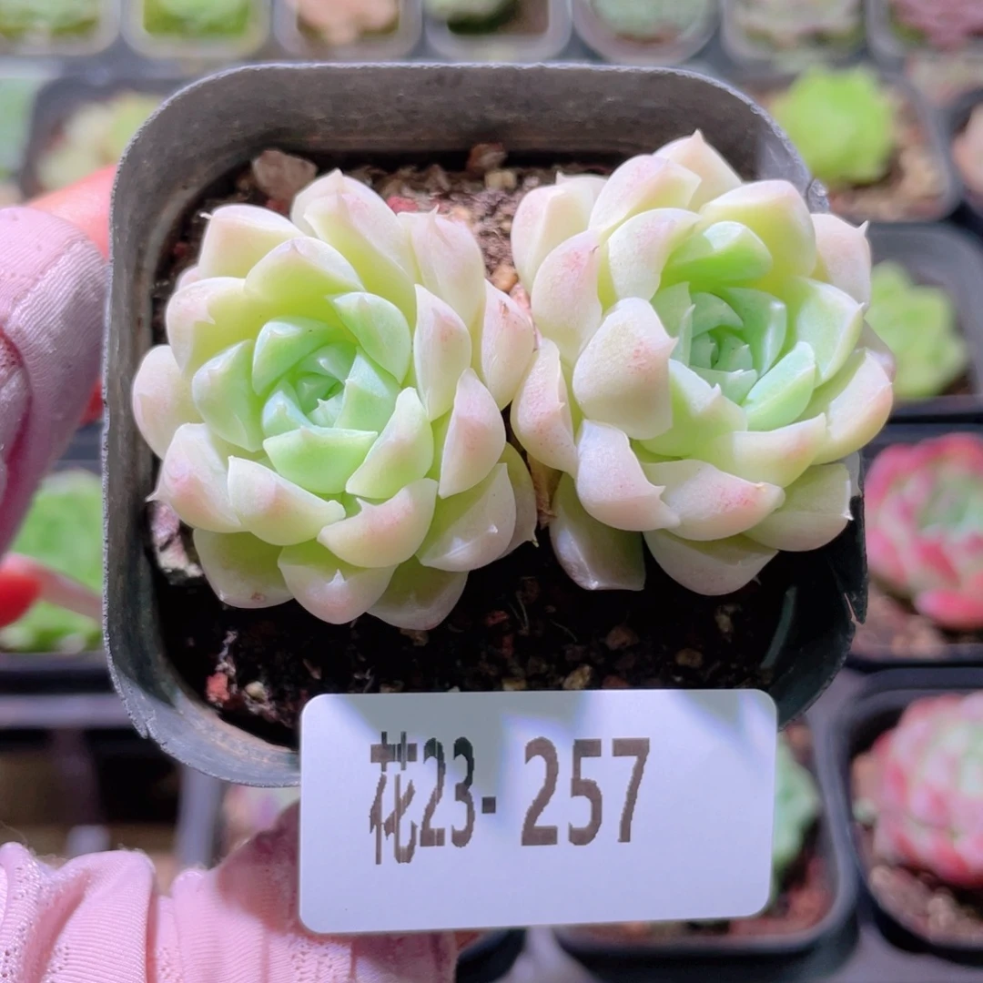 花利美23-257白月影