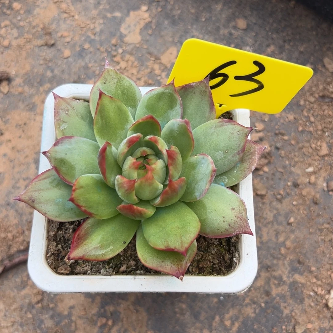 惊鸿仙子多肉植物