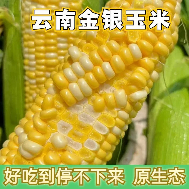 现摘新鲜云南金银双色水果玉米新鲜甜玉米应季水果当季新鲜玉米棒