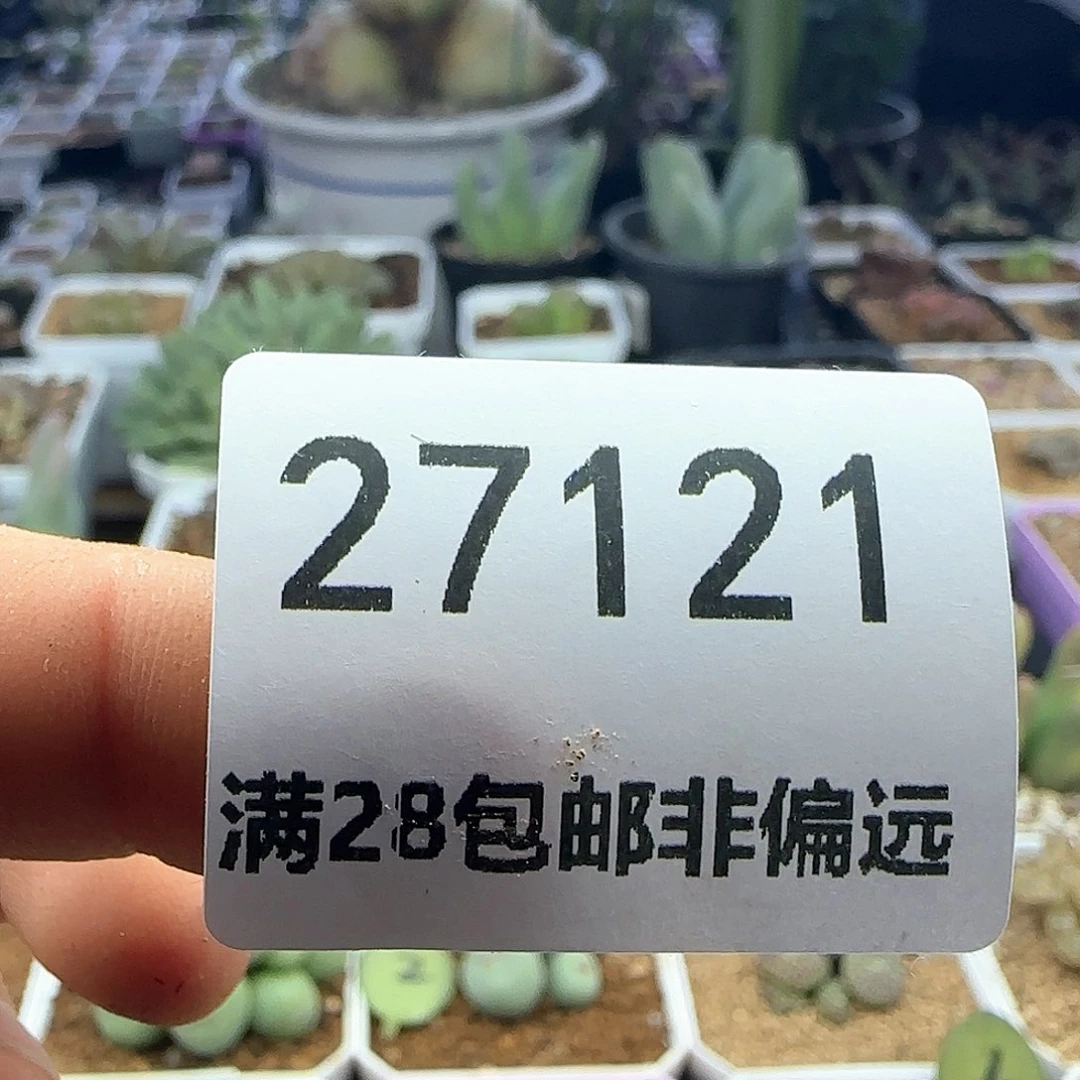 茳**姐28包邮脱土发货27121