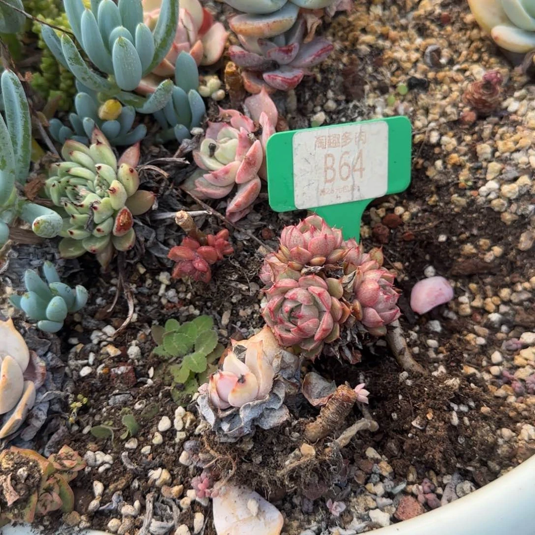 彼***阳多肉植物1111111111