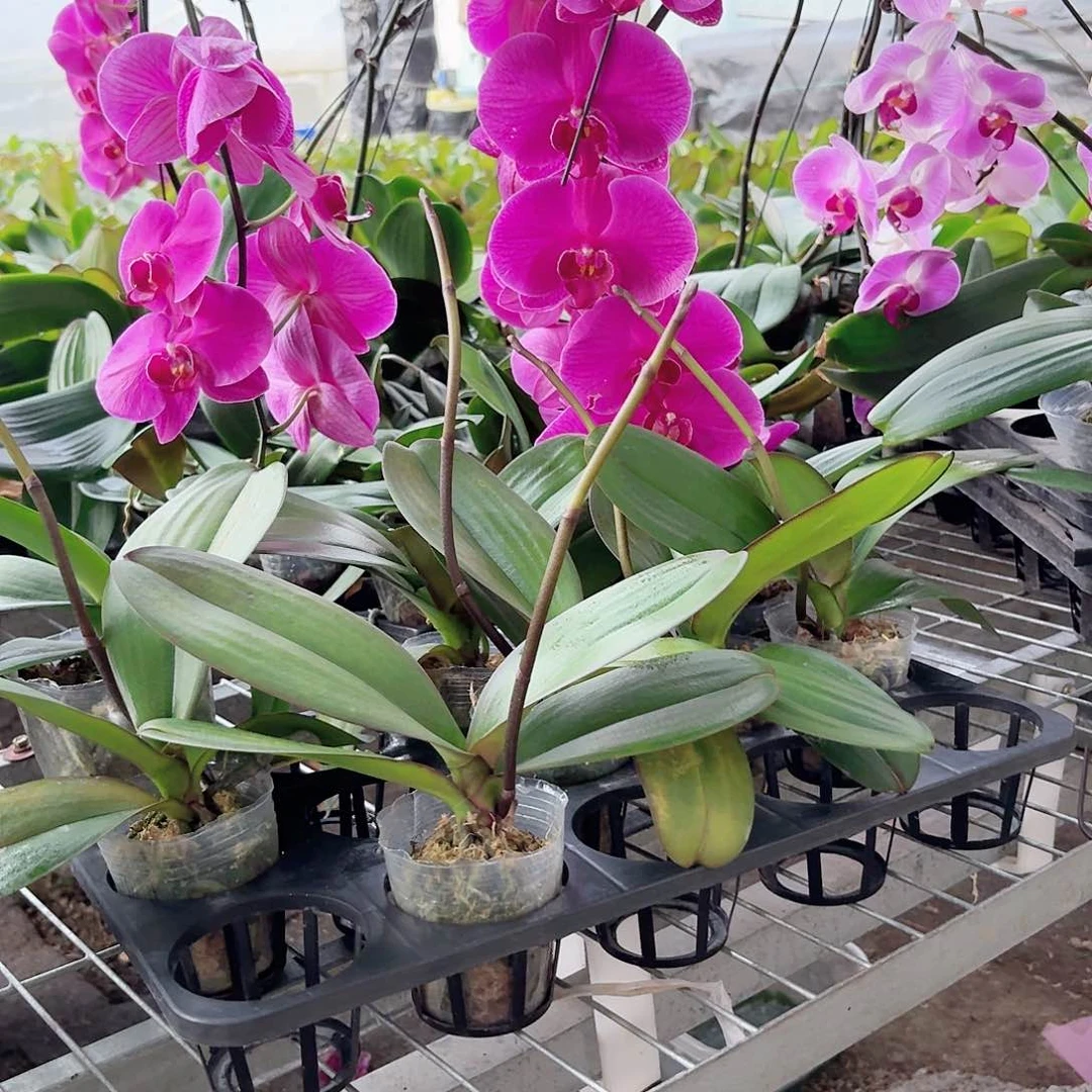 无花朵红玛瑙带花剑2.5杯2颗叶片易开裂