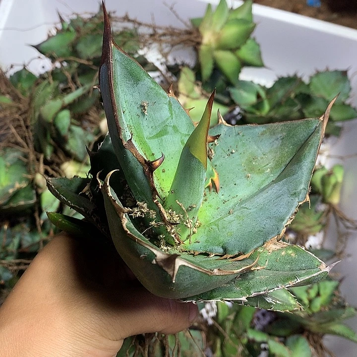 斜****龙舌兰仁王冠杂交斜躺