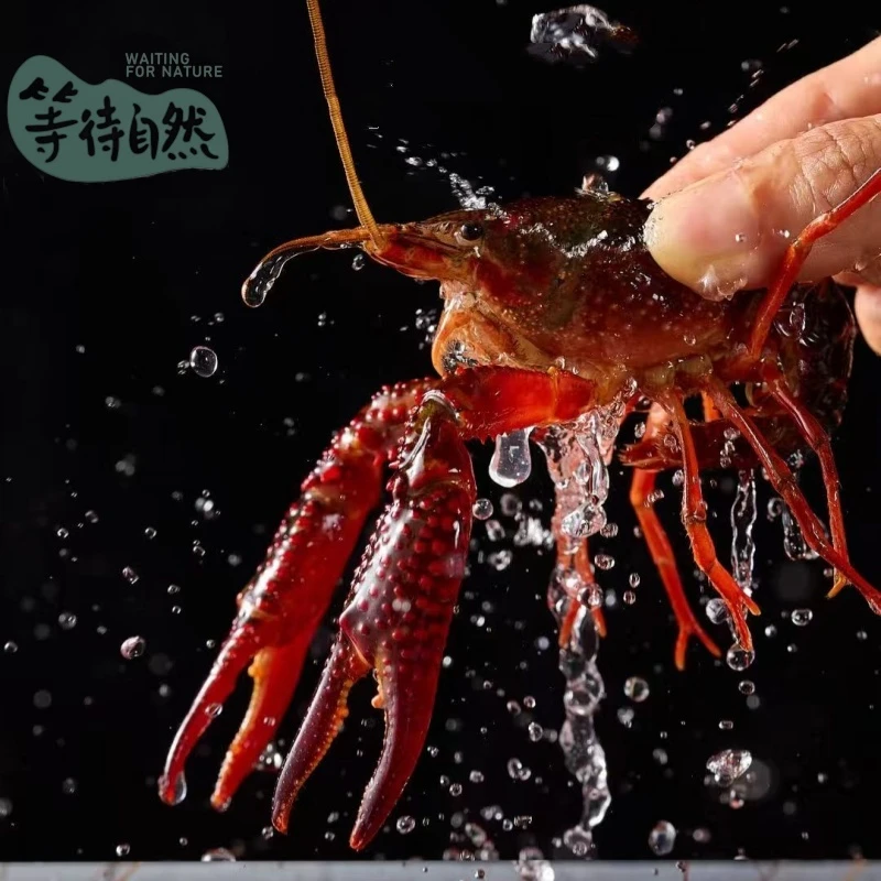 鲜活小龙虾3斤（大青 约6钱以上）虾钳都有肉 质量嘎嘎好