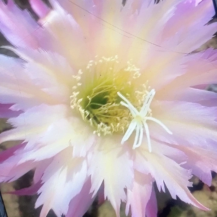 北极星带根7厘米高毛花柱