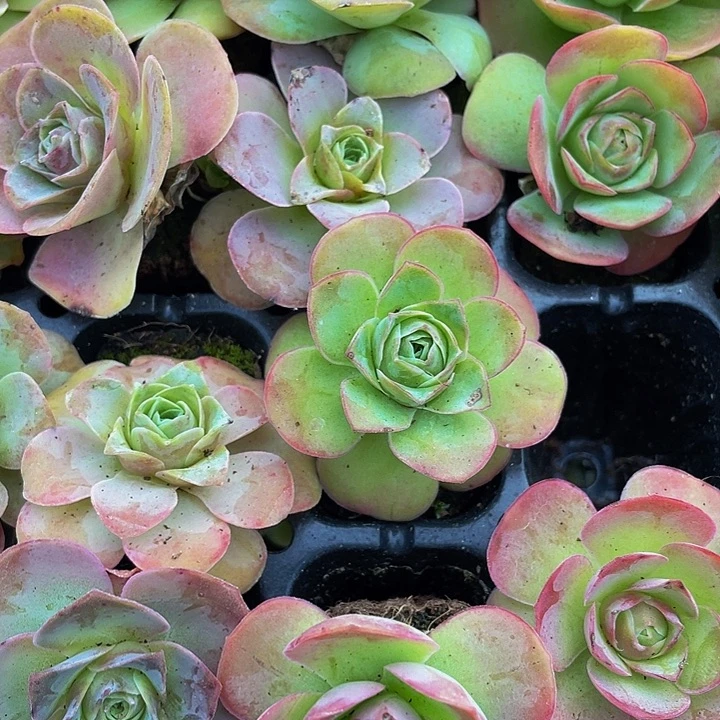 小大帕玫瑰1.8带土