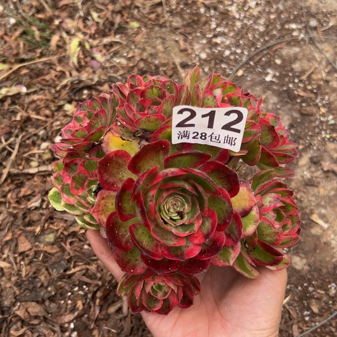 多肉植物212赤子心