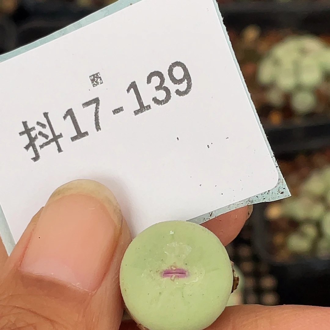 哦***吼17-139肉锥多肉植物