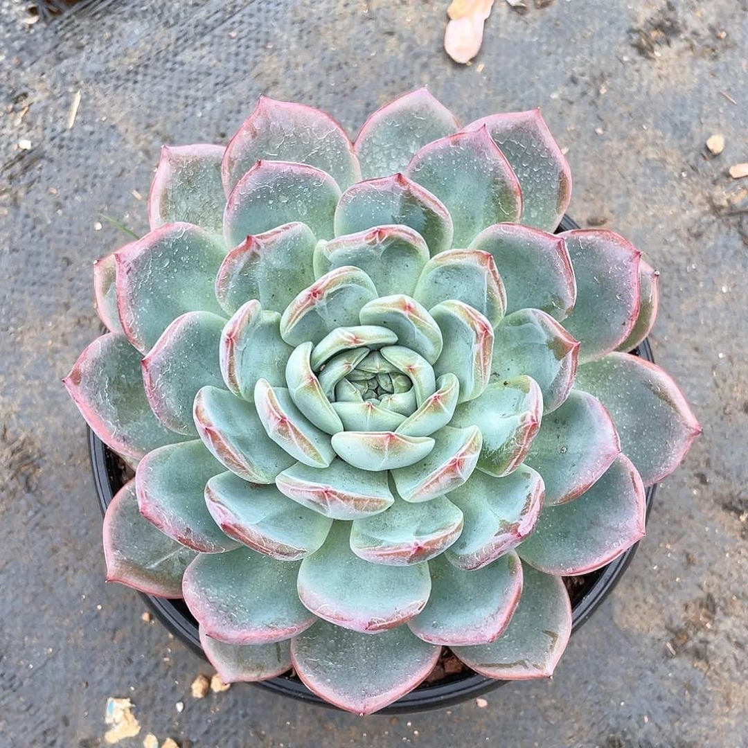 红鸾多肉植物多肉植物