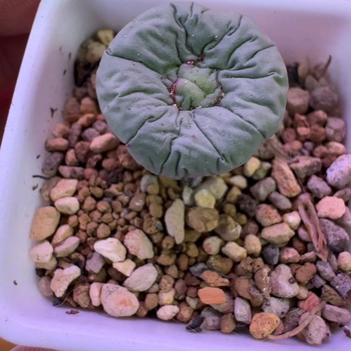 姬***君多肉..................