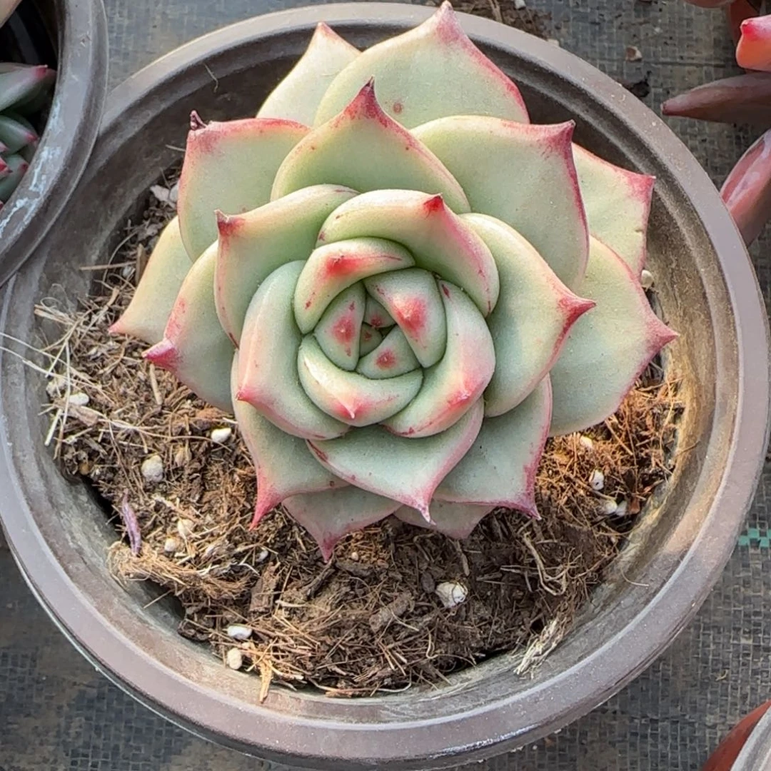 无花朵小精控乌木歪