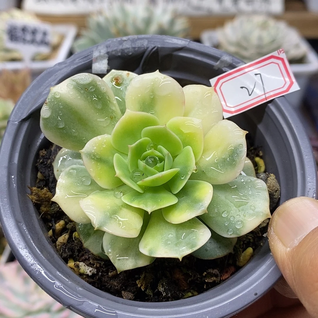 2627 克罗地亚花脸锦
