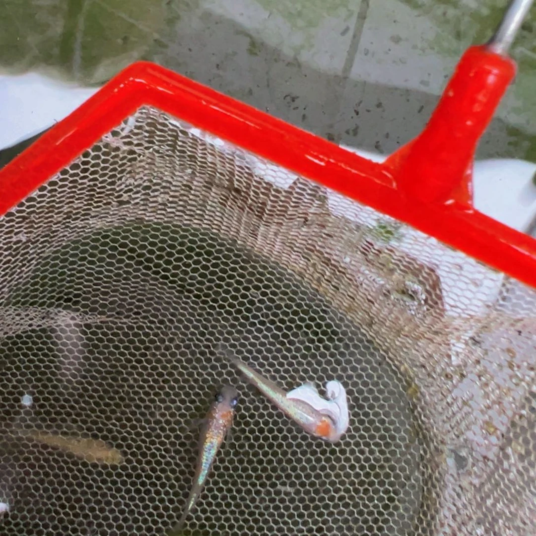 青鳉鱼621.H王华一对