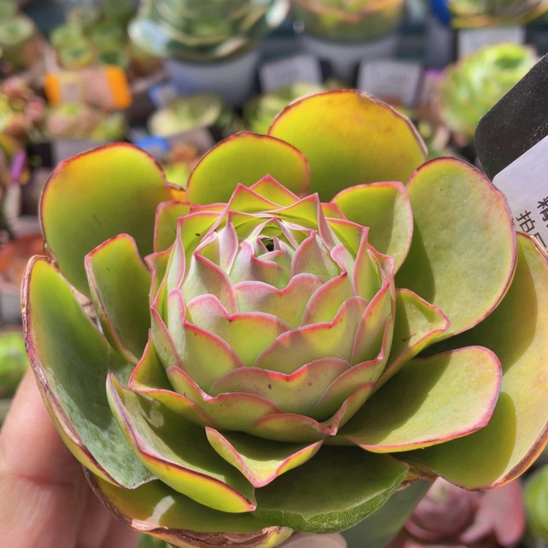 粉红舞鞋新年福利307一物一拍