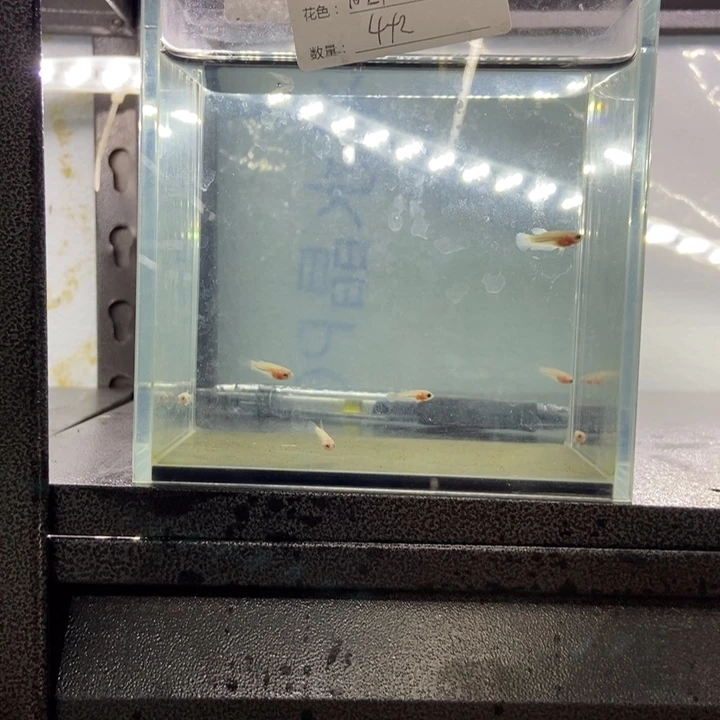斗鱼包活不包损所见即所得044