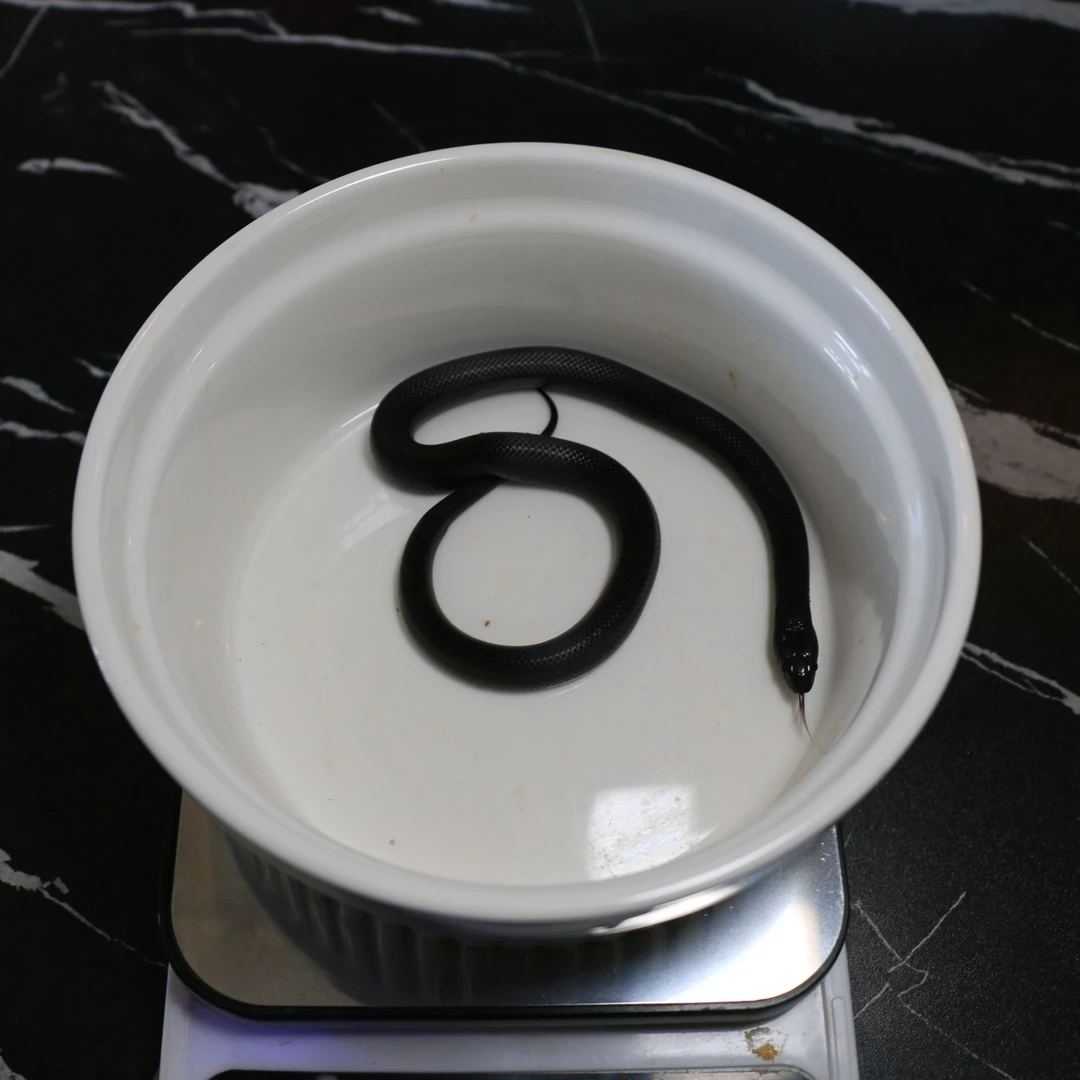 精品墨西哥黑王母母母母母