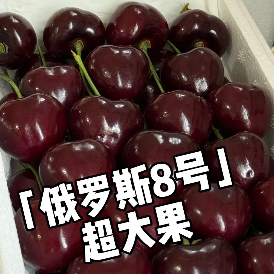 【纯俄8】超大果大连樱桃10-15g新鲜现摘香甜多汁空运直达1斤送半斤