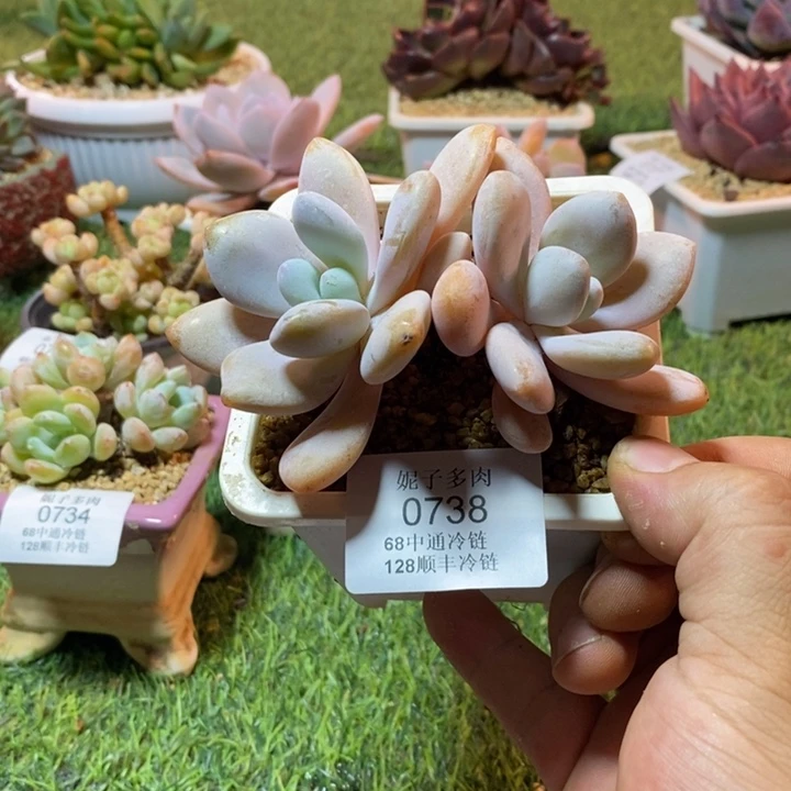0738啊啊啊啊啊啊啊啊啊