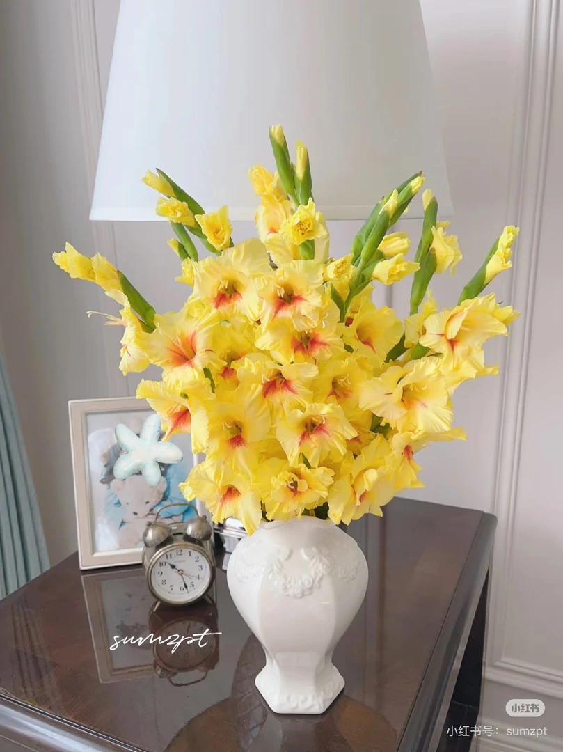 【小丑】剑兰鲜花基地直发顺丰包邮