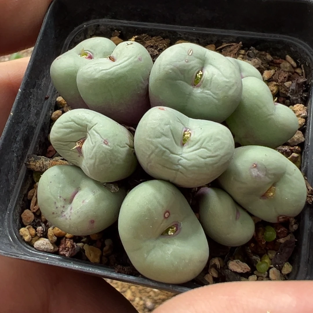 小***45-07肉锥多肉植物