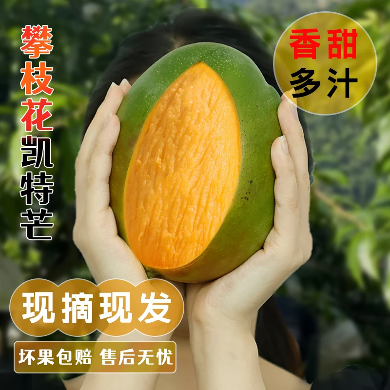 【攀枝花直发】攀枝花凯特芒皮薄多汁饱满香甜新鲜采摘应季水果