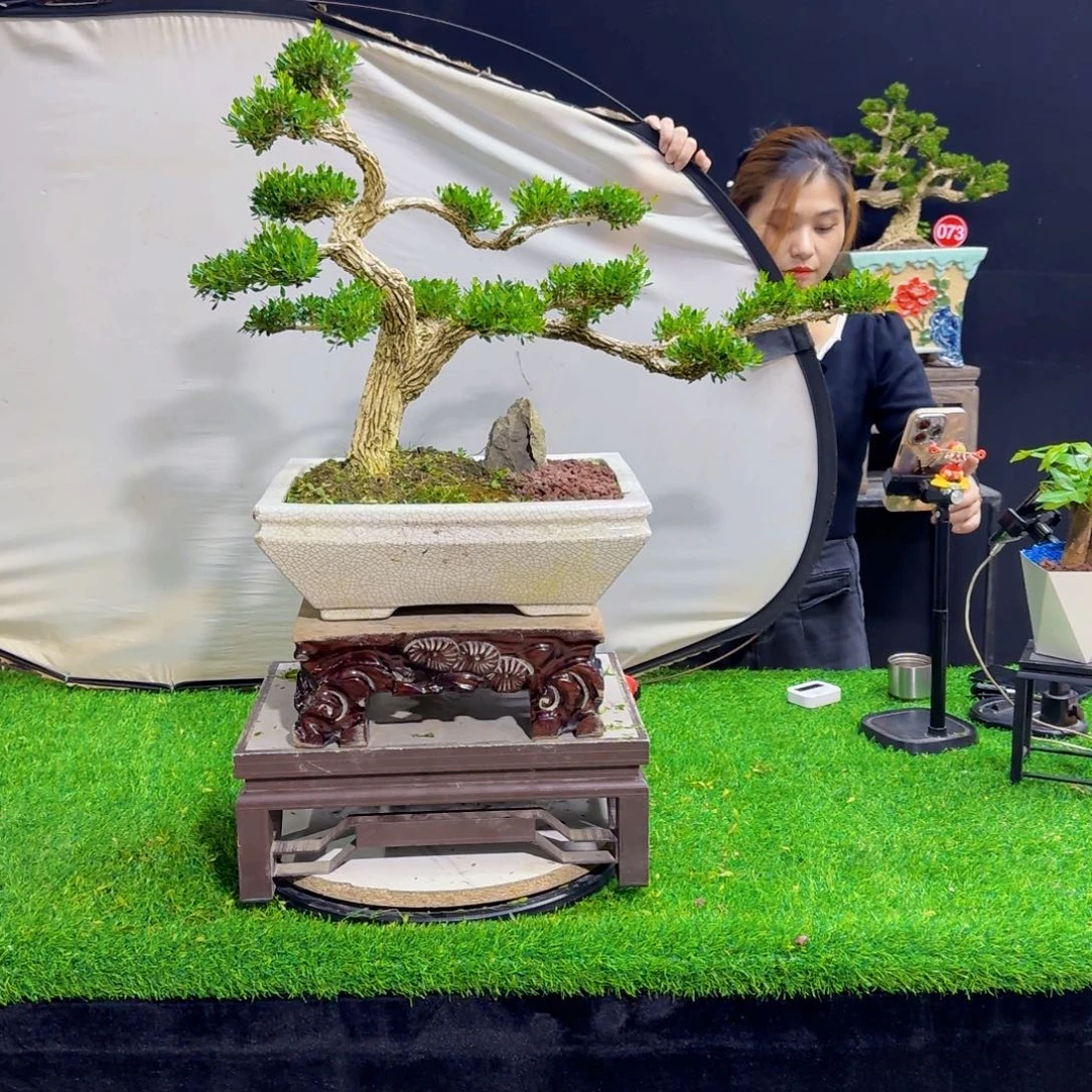 当前无花朵，栽培后可花朵