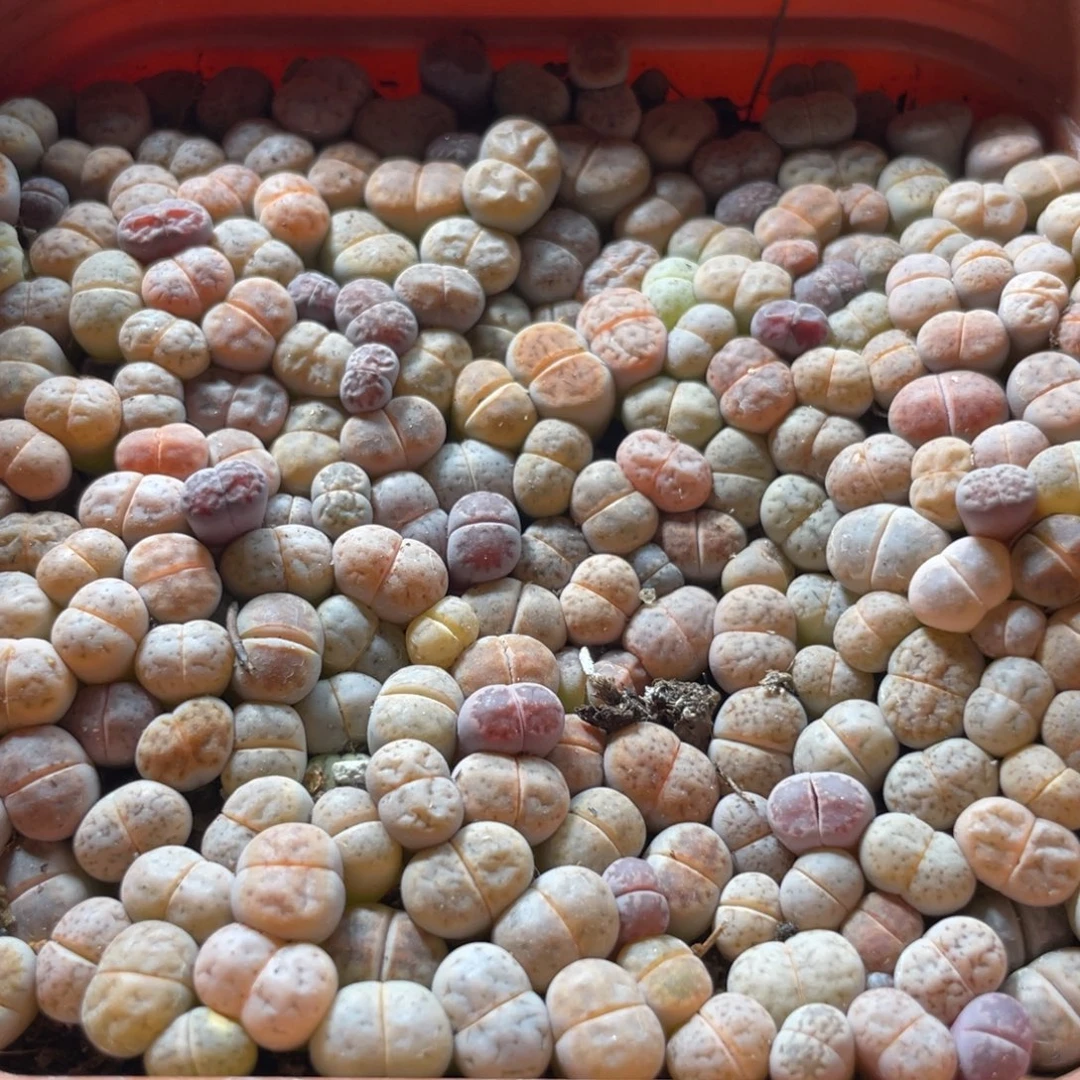 大盆特价一物一拍～42